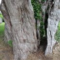 IMG_0613